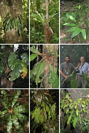 Image result for Elaphoglossum