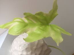 Philodendron Warscewiczii Flavum Moje Philodendron Home Decor Garden Decor