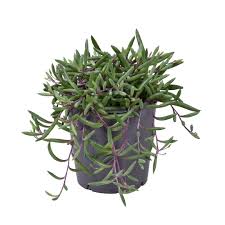 Image result for Senecio purpureus