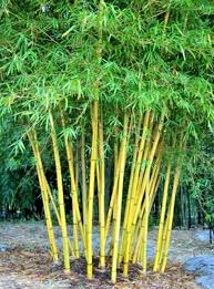 Image result for Bambusa vulgaris