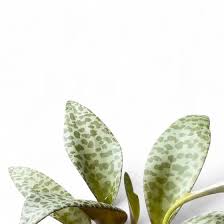 Image result for Ledebouria Unidentified sp. no5.