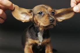 Ear Mite Symptoms What Exactly Are Ear Mites Anyway Sarasota Veterinary Center Short on time or just want a quick answer?