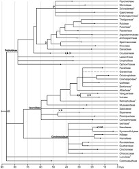 Image result for Bertiera aethiopica