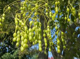 Image result for Styphnolobium