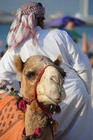 It's one of the best spectacular event in dubai. Dubai Camel Racing Club Camel Racing Dubai