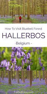 In belgium, they used to be added to beer to make it taste bitter. Hallerbos How To Visit The Bluebell Forest In Belgium