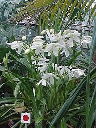 Image result for Crinum rautanenianum