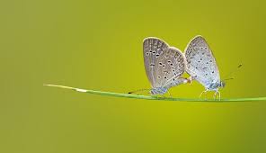 New animal posts are currently scheduled twice weekly, on mondays and thursdays. Butterfly Spirit Animal Symbolism And Meaning