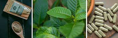 Image result for Kratom