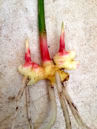 Buy a piece of ginger the size of your thumb with several bumpy ginger is a heavy feeder and an even heavier drinker that needs a lot of room to grow. Growing Ginger Indoors Step By Step With Pictures Organic Fresh Ginger Root Steemit