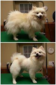 Pomeranian Haircut Pom Grooming Pomeranian Haircut Dog Haircuts Pet Grooming