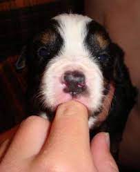 The berner is known for their strength and their sweet, friendly temperament. Akc Bernese Mountain Dog Puppies For Sale In Colorado Springs Colorado Classified Americanlisted Com