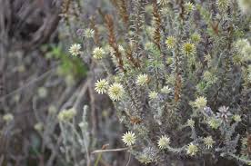 Image result for Plecostachys