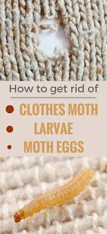 Check spelling or type a new query. How To Get Rid Of Clothes Moth Larvae And Moth Eggs Ncleaningtips Com