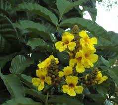 Image result for Markhamia lutea