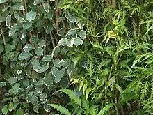 Image result for Polyscias kivuensis