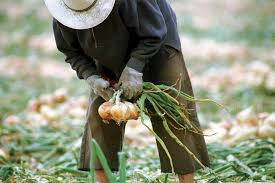 Farm to Table: Walla Walla Onion