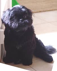 Black Shih Tzu Shih Tzu Daily