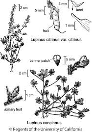 Image result for Aeschynomene chimanimaniensis