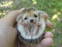 Top 10 Cutest Animals In The World Top 10 Cutest Animals Cute Little Animals Cute Animals