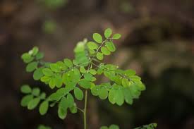 Image result for Phyllanthus paxii