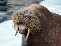 Image result for walrus