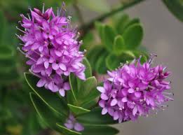 Image result for shrubby veronica hebe