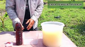 Baja subur untuk pertumbuhan pokok selalunya ada tertulis kod baja seperti npk 15:15:15 manakala kod baja untuk penghasilan buah adalah npk 12:12. Baja Psb Purple Sulfur Bacteria Baja Dari Thailand Untuk Pokok Durian Youtube