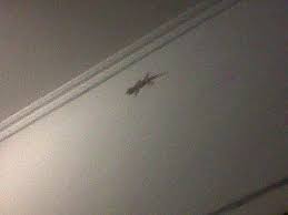 Maybe you would like to learn more about one of these? Earlin On Twitter Bakpaumono Cicak Mempunyai Kemampuan Memutuskan Ekornya Yang Disebut Dengan Autotomi Tugasx Http T Co Nl13ni5mdb