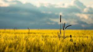 Desktop Grass Hd Wallpapers Pixelstalk Net In 2021 Landscape Wallpaper Nature Wallpaper New Wallpaper Hd