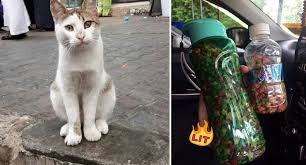 Seringkali kita melihat kucing menjilat tubuh badannya siang dan malam untuk mengurut urat. Aku Selalu Bg Makan Minta Kucing Doakan Aku Akibatnya 5 Hari Berturut Keajaiban Berlaku Dlm Hidup Aku Majalahminda Limau Madu Press