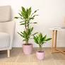 Dragon tree in 11cm Terracotta Foliage plant Plastic Grow pot - 10