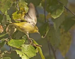 Birds Of Western North Carolina Photos Tennessee Warbler With Images Western North Carolina North Carolina Carolina