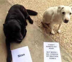 The Most Disgusting Dog In The World Dog Shaming Dogs Dog Lovers
