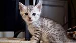 Available Egyptian Mau Kittens For Sale & Cats For Adoption