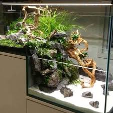 Like The Hardscape Idea For Emerging Plants Aquarium Terrarium Terrarien Aquarium Aquascape