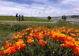Maybe you would like to learn more about one of these? Know Where To Look For Flowers This Year