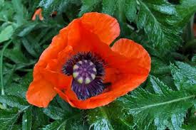 Mohnblume Aussaen Pflanzen Vermehren In 2020 Pflanzen Mohn Turkischer Mohn
