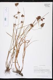 Image result for Fuirena obcordata