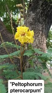 Image result for Peltophorum pterocarpum