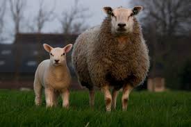 Kostenloses Bild Auf Pixabay Schafe Lamm Familie Mutter Schaf Schafe Tiere Und Lamm