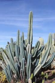 How do i start a new cactus from the mother? Cereus Peruvianus Monstrose Aka Peruvian Apple Ornamental Cactus Potted Cuttings Cactus Types Cactus Tall Cactus