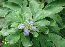 Image result for Vitex patula