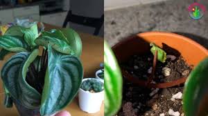 Maybe you would like to learn more about one of these? Why Are My Peperomia Leaves Curling Causes And Solutions Garden For Indoor