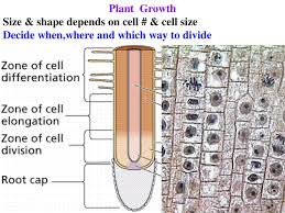 Plant cell size and shape. Plant Growth Size Shape Depends On Cell Cell Size Ppt Download