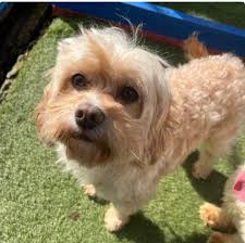 Hour up the forestry with Charlie and MT sandy, absolutely loving the  adventures 😊 be 2 weeks this Thursday she came home and its as if she's  always been here ❤️