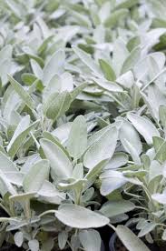 Salvia officinalis, the common sage or just sage, is a perennial, evergreen subshrub, with woody stems, grayish leaves, and blue to purplish flowers. Tips Information About Sage Gardening Know How