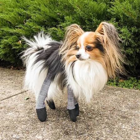 Papillon – Walkee Paws