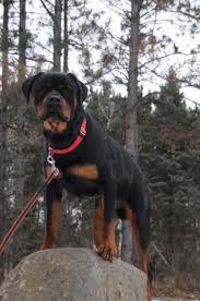 Home » rottweiler rescues » rottweiler rescues in minnesota. K M Kennels Rottweiler Puppies Akc Rottweilers Boarding