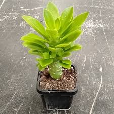 Image result for Monadenium